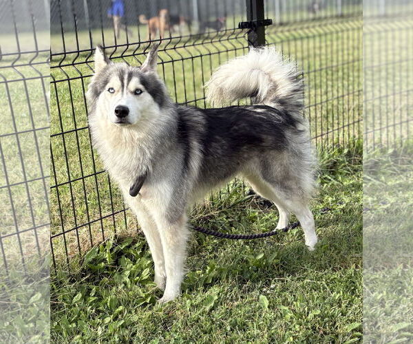 Medium Photo #3 Siberian Husky-Unknown Mix Puppy For Sale in Virginia Beach, VA, USA