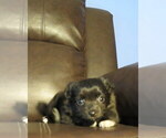 Small Photo #30 Chihuahua Puppy For Sale in HAYES, VA, USA