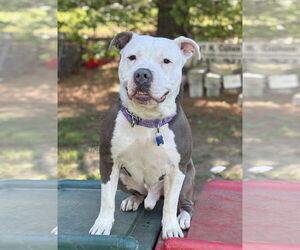 American Pit Bull Terrier-Unknown Mix Dogs for adoption in Spring Lake, NJ, USA