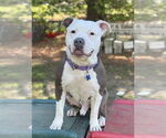 Small American Pit Bull Terrier Mix