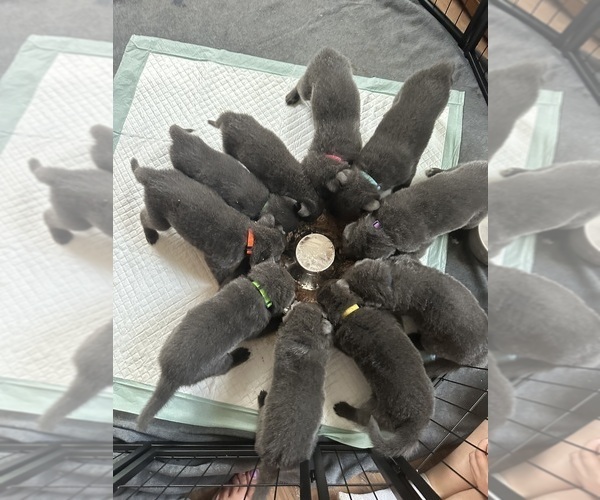 Medium Photo #3 German Shepherd Dog Puppy For Sale in RUCKERSVILLE, VA, USA