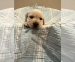 Black female - Female Labrador Retriever Puppy for Sale - Photo #4