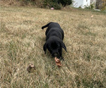 Small #6 Labrador Retriever