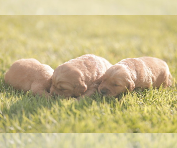 Medium Photo #3 Golden Retriever Puppy For Sale in FREDONIA, KY, USA