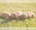 Small #2 Golden Retriever