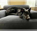 Small #7 German Shepherd Dog