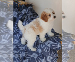 Small Photo #1 Goldendoodle (Miniature) Puppy For Sale in MILWAUKEE, WI, USA