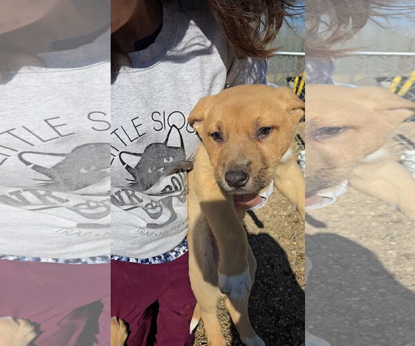 Medium Photo #2 Mutt Puppy For Sale in Estherville, IA, USA