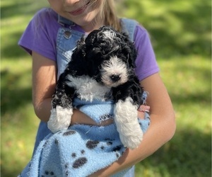 Bernedoodle (Miniature) Puppy for sale in WILLIAMSPORT, PA, USA