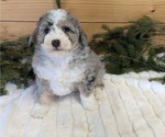 Puppy 3 Bernedoodle (Miniature)