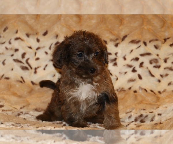 Medium Photo #11 Yorkiepoo mix (+ Poodle Toy) Puppy For Sale in DYERSBURG, TN, USA