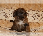 Small #10 Yorkiepoo mix (+ Poodle Toy)