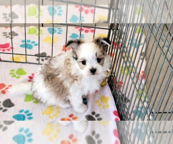 Medium Photo #4 Papitese Puppy For Sale in ORO VALLEY, AZ, USA