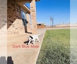 Small Photo #44 Dalmatian Puppy For Sale in AMARILLO, TX, USA