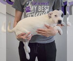 Small #2 American Staffordshire Terrier-Labrador Retriever Mix
