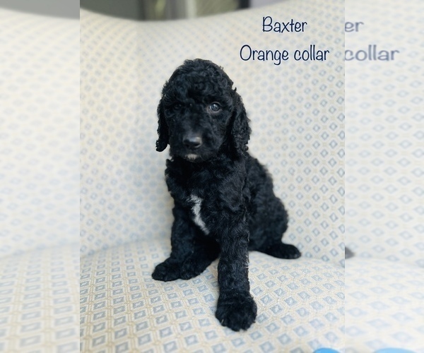 Medium Photo #1 Poodle (Standard) Puppy For Sale in SHELBY, NC, USA