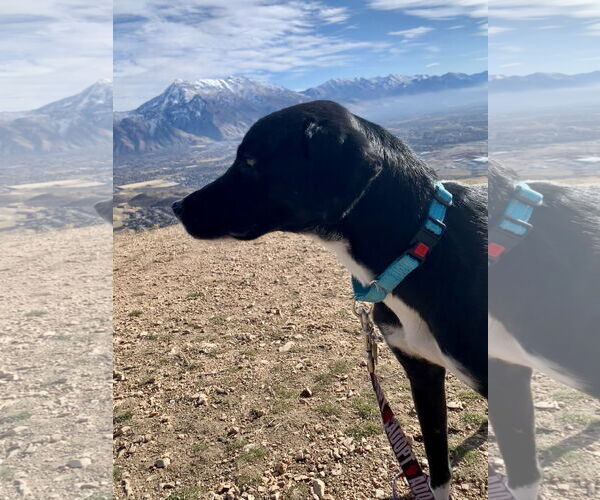 Medium Photo #3 Labrador Retriever-Unknown Mix Puppy For Sale in Sandy, UT, USA