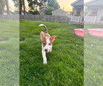 Small #3 Mutt
