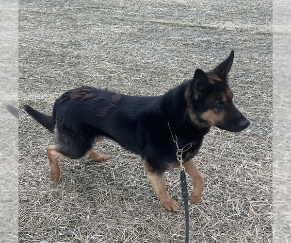 Medium Photo #1 German Shepherd Dog Puppy For Sale in MEDINA, TX, USA