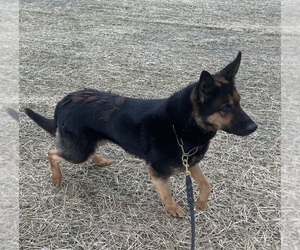 Mother of the German Shepherd Dog puppies born on 05/18/2025