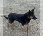 Small Photo #1 German Shepherd Dog Puppy For Sale in MEDINA, TX, USA