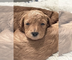 Goldendoodle-Poodle (Miniature) Mix Puppy for sale in NAPLES, FL, USA