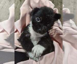 Mutt Dogs for adoption in New York, NY, USA