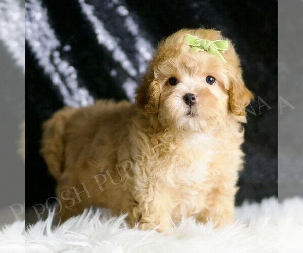 Medium Photo #47 Maltipoo (Miniature) Puppy For Sale in WARSAW, IN, USA