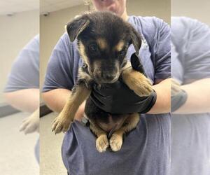 German Shepherd Dog-Unknown Mix Dogs for adoption in Pasadena, TX, USA