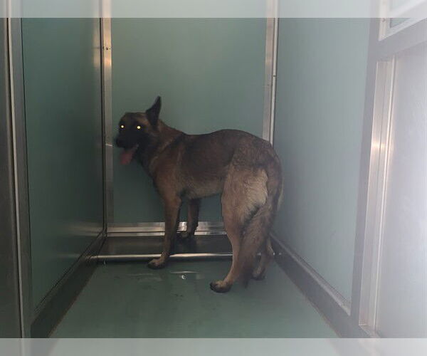 Medium Photo #1 Mutt Puppy For Sale in Moreno Valley, CA, USA