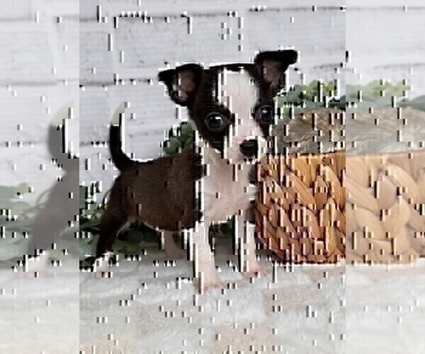 Medium Photo #25 Chihuahua Puppy For Sale in DELRAY BEACH, FL, USA