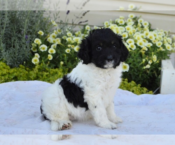 Medium Photo #6 Cavapoo Puppy For Sale in PARADISE, PA, USA