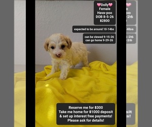 Havapoo Puppy for sale in TUCSON, AZ, USA