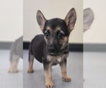Small Photo #4 German Shepherd Dog-Unknown Mix Puppy For Sale in McKinney, TX, USA