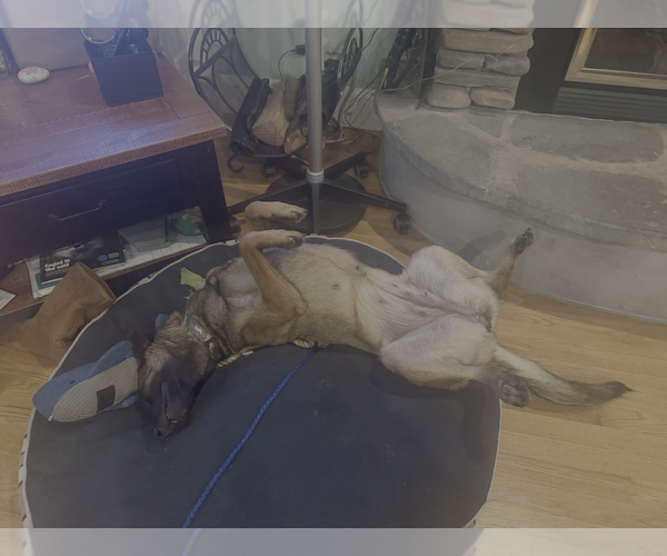 Medium Photo #6 Mutt Puppy For Sale in Imlay City, MI, USA