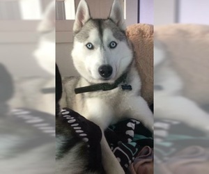Father of the Siberian Husky puppies born on 01/18/2019
