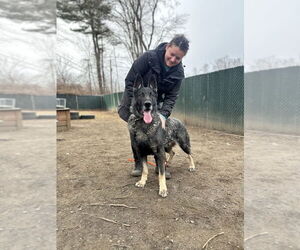 German Shepherd Dog Dogs for adoption in Brewster, NY, USA