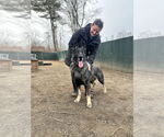 Small German Shepherd Dog