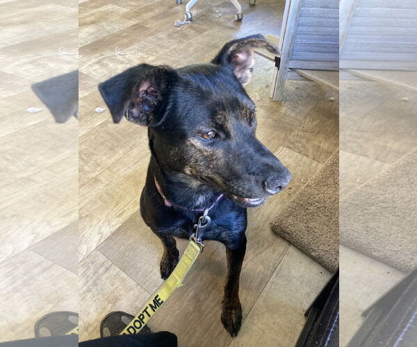 Medium Photo #5 Mutt Puppy For Sale in San Diego, CA, USA