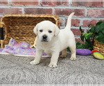 Small #2 Labrador Retriever