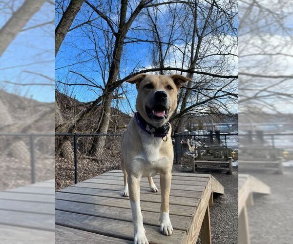 Medium Photo #3 Mutt Puppy For Sale in Elmsford, NY, USA