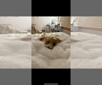 Small #3 Goldendoodle (Miniature)