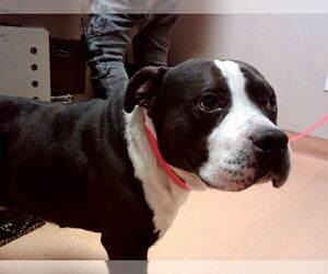 Mutt Dogs for adoption in Martinez, CA, USA