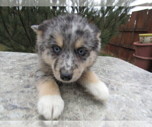Pomsky Puppy for sale in TOLEDO, OH, USA