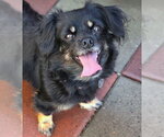 Small Photo #7 Cavalier King Charles Spaniel-Dachshund Mix Puppy For Sale in Chino Hills, CA, USA