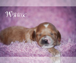 Small Photo #2 Cock-A-Poo Puppy For Sale in MANAHAWKIN, NJ, USA
