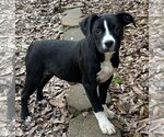 Small Photo #4 Bulldog-Labrador Retriever Mix Puppy For Sale in Yardley, PA, USA