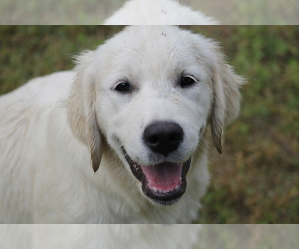 Medium Photo #6 English Cream Golden Retriever Puppy For Sale in RINGGOLD, GA, USA