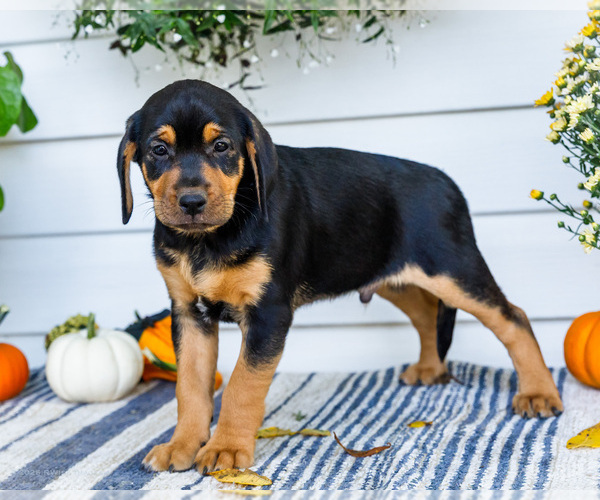 Medium Photo #7 Golden Retriever-Jack Russell Terrier Mix Puppy For Sale in WAKARUSA, IN, USA