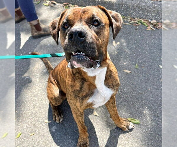 Medium Photo #1 Boxer-Unknown Mix Puppy For Sale in Camarillo, CA, USA
